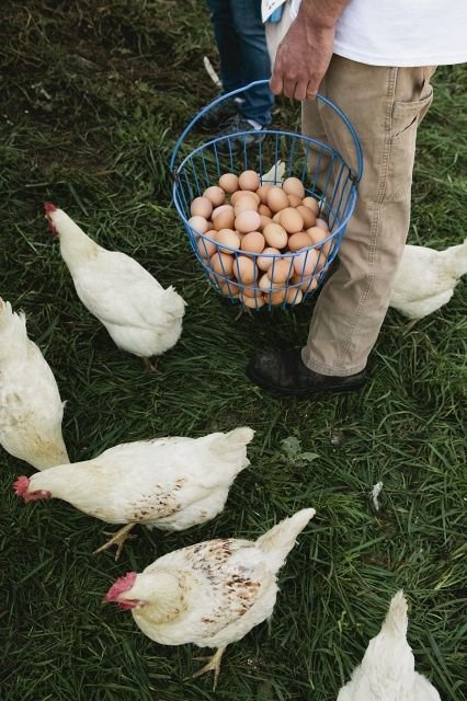 Fresh farm eggs